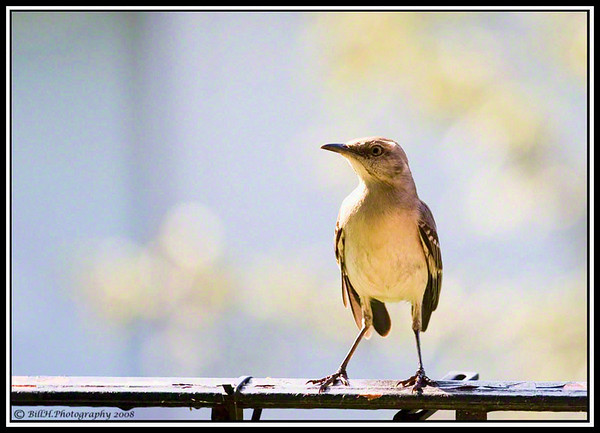 IMAGE: http://mr-bill-photography.smugmug.com/Wildlife/Wildlife/Mockingbird-1/1088357834_Yitbq-M.jpg